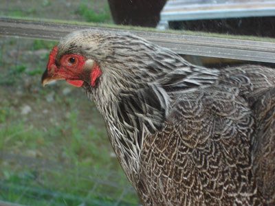 Picture of a chicken